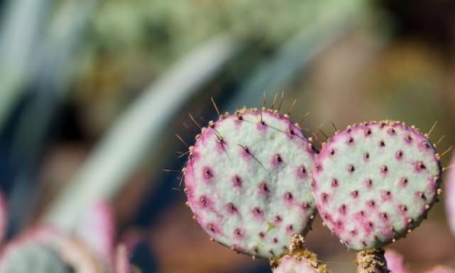 Desert Botanical Garden near Roadrunner on McDowell